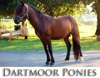 dartmoor ponies